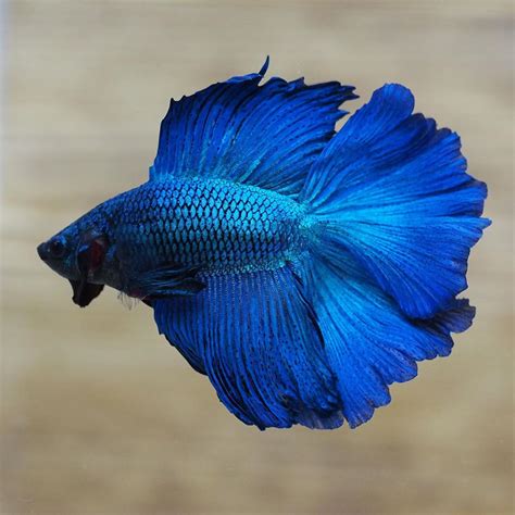 peixe betta azul preço